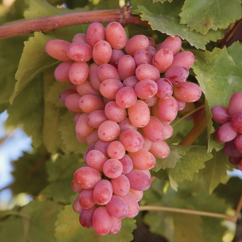 Bakker Vigne Crimson Seedless pot 3L raisin rouge sans pépins
