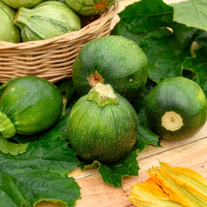 Bakker Eight Ball F1 courgette graine sachet 7 ronde à farcir