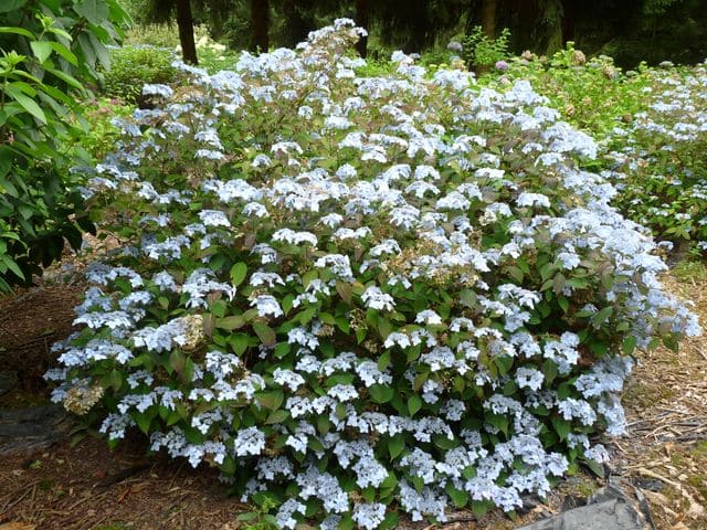 Les Hortensias du Haut Bois Blue Deckle hortensia serrata fleurs plates