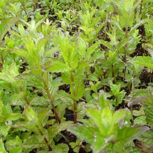 Bakker Menthe verte frisée aromatique pot 8cm parfumée