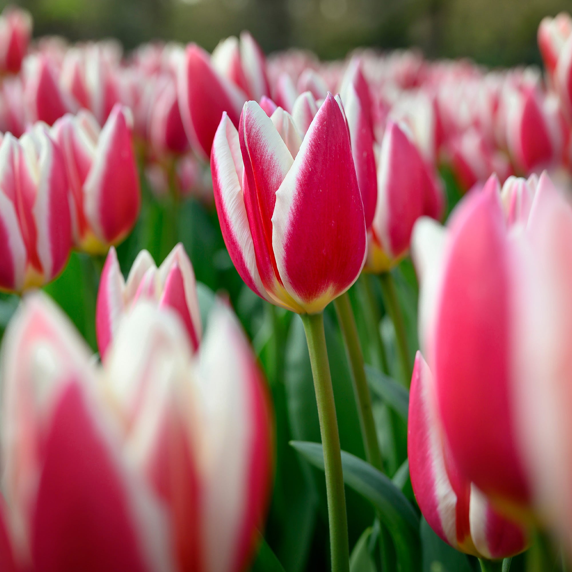Bakker Candy Apple Delight tulipes Darwin 8 bulbes roses