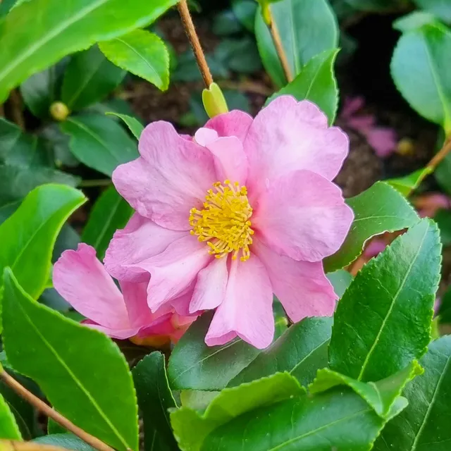 Bakker Camélia Cleopatra sasanqua pot 2L rose