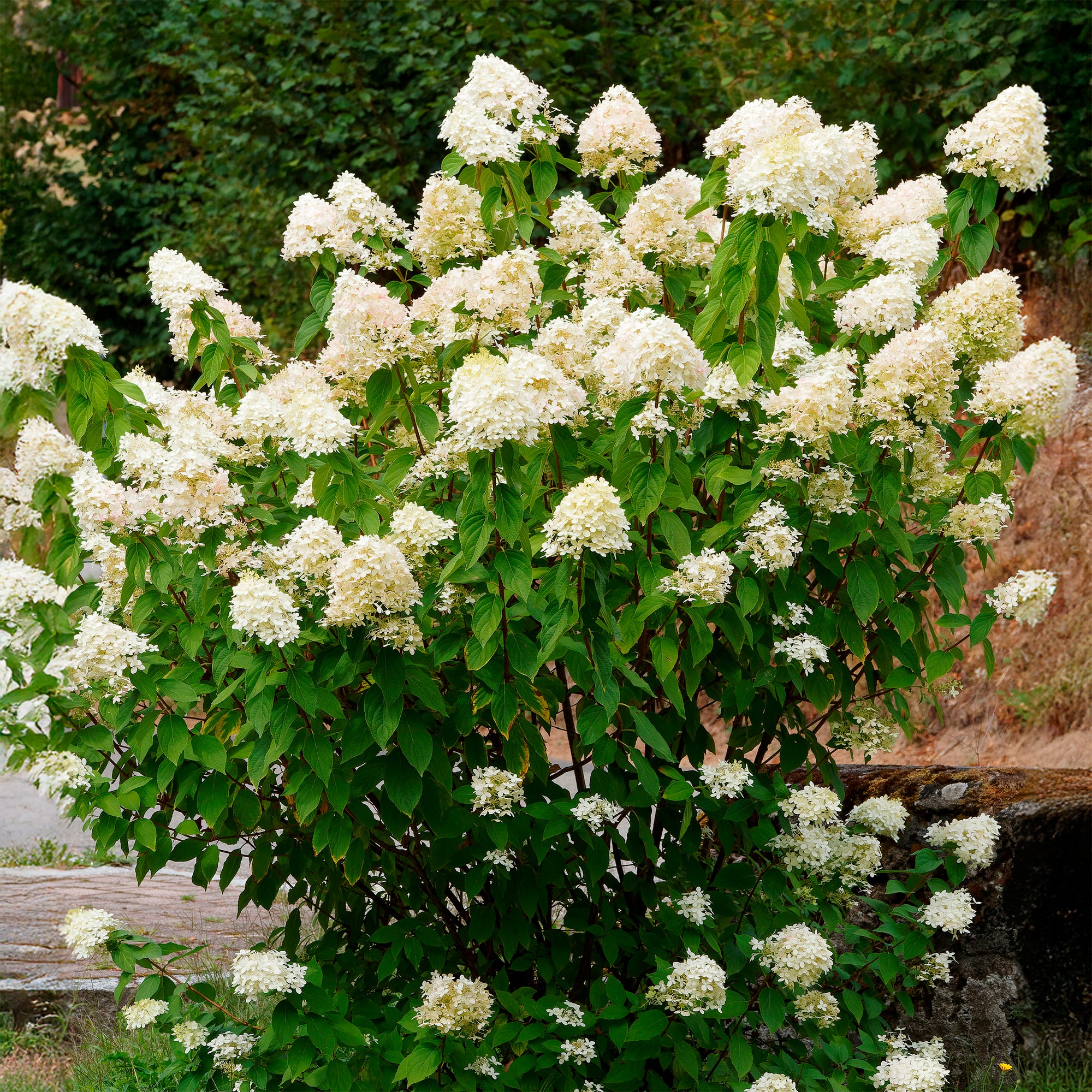 Bakker Grandiflora hortensia blanc pot Ø 9cm