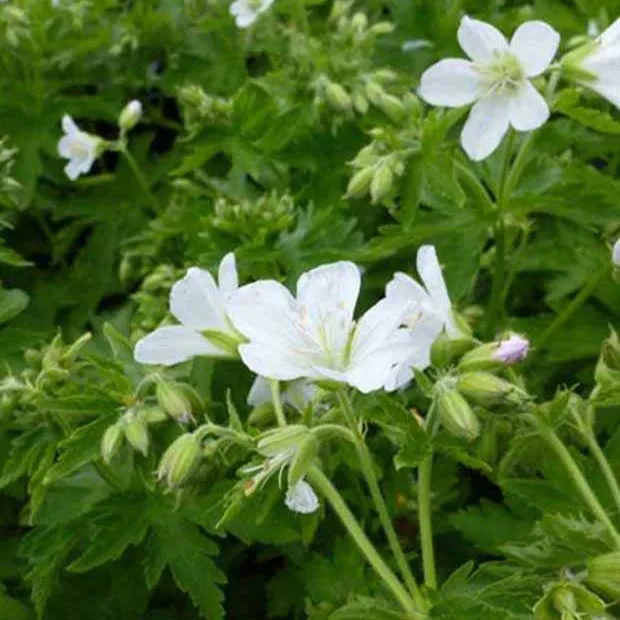 Bakker Géranium des bois Album vivace blanc pot 9cm