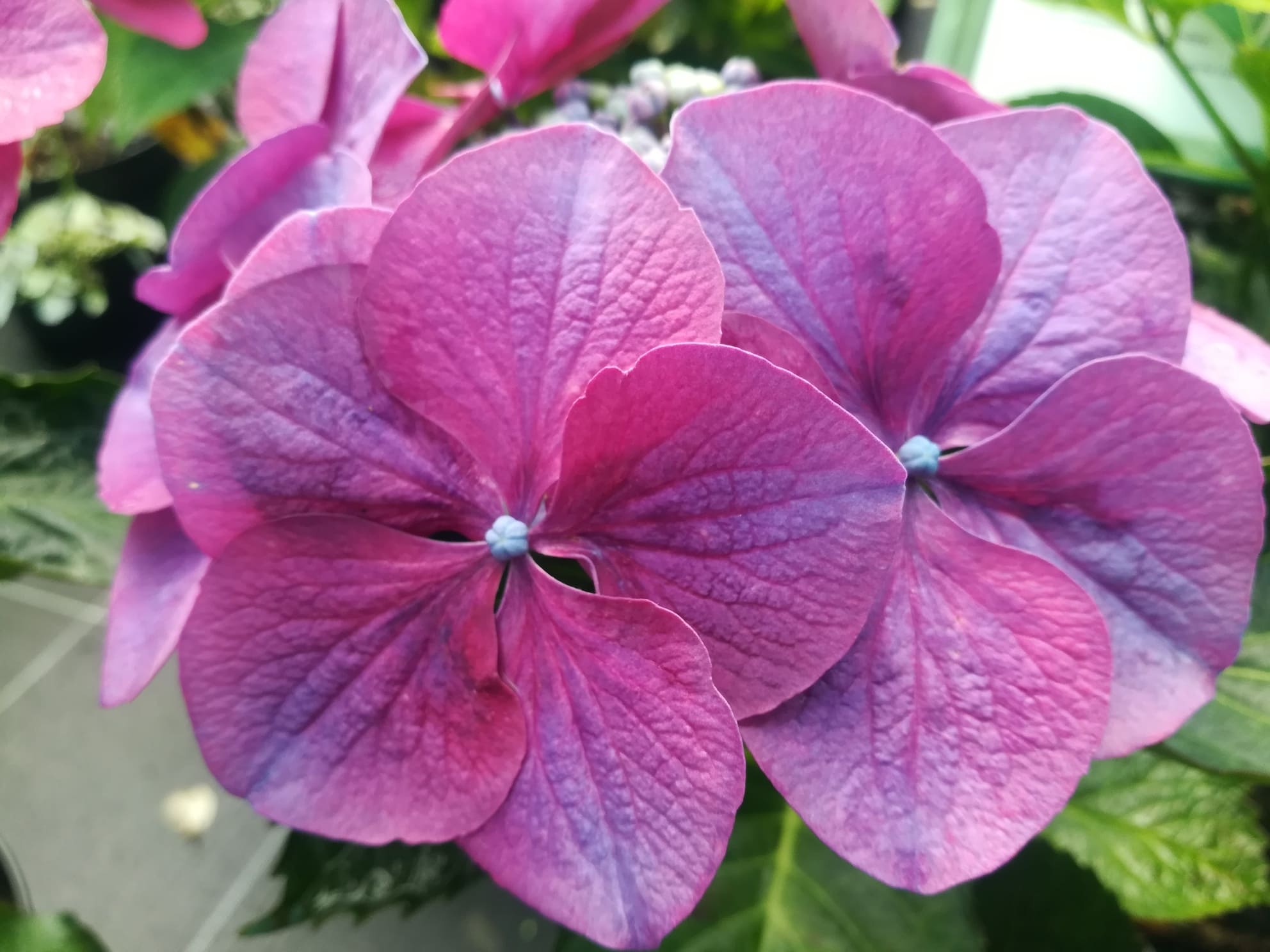 Buntspecht Hydrangea macrophylla hortensia fleurs plates