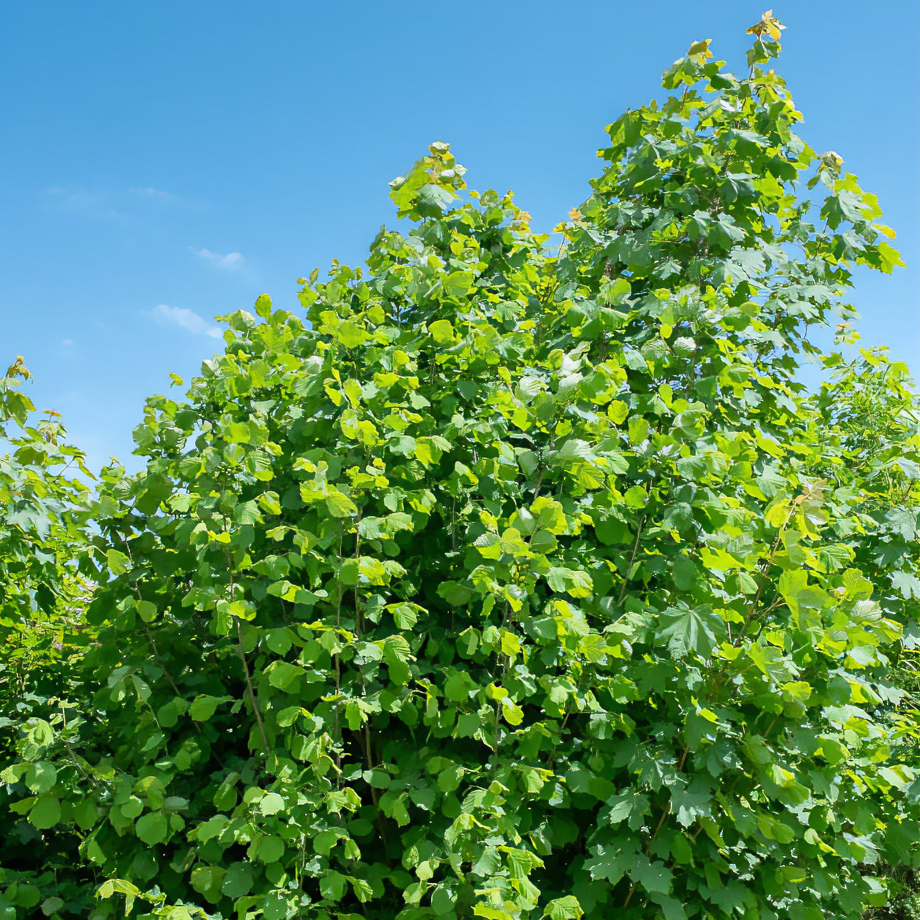 Bakker Fruitiers Noisetier vert fruitier pot 2L autofertile
