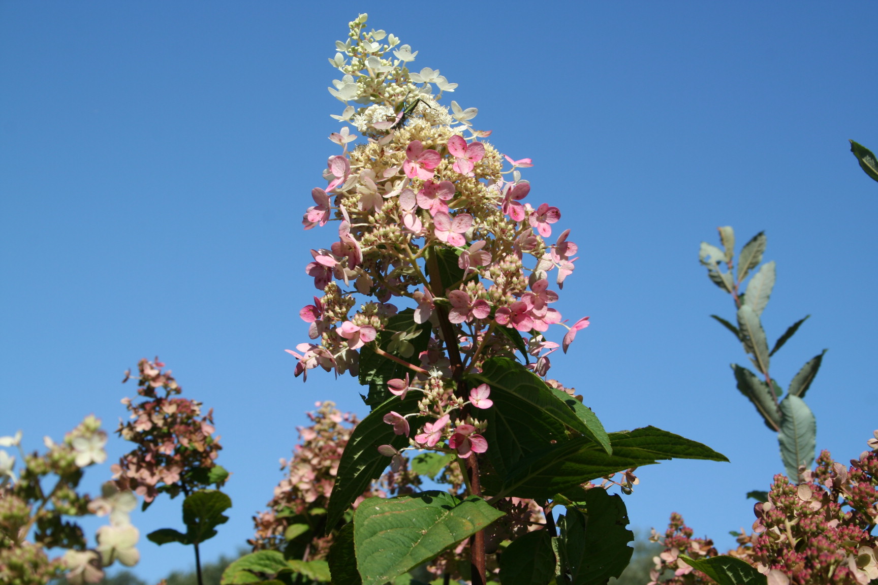 Les Hortensias du Haut Bois Pink Diamond Hortensia Godet