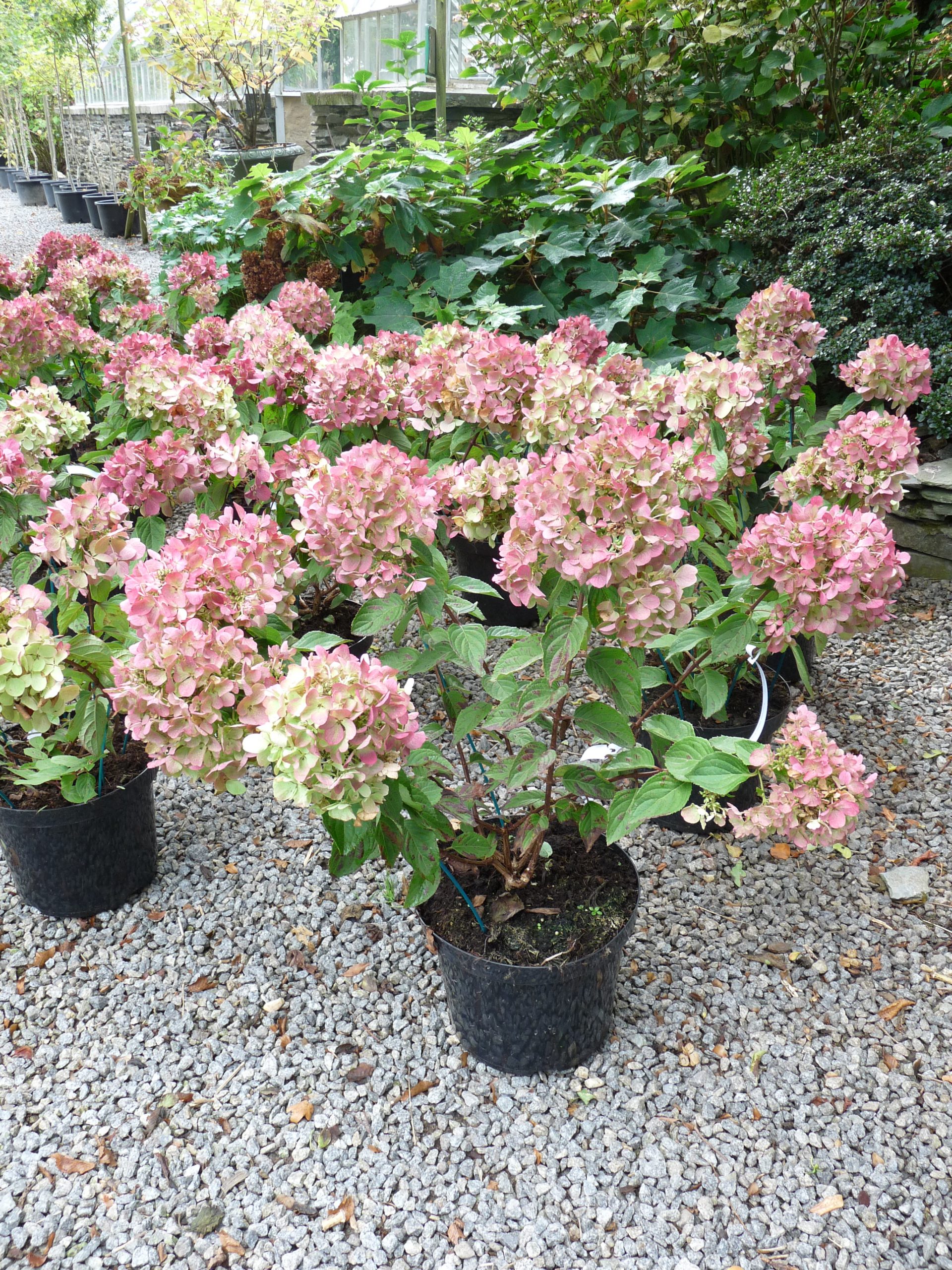 Les Hortensias du Haut Bois Diamand rouge hortensia paniculata