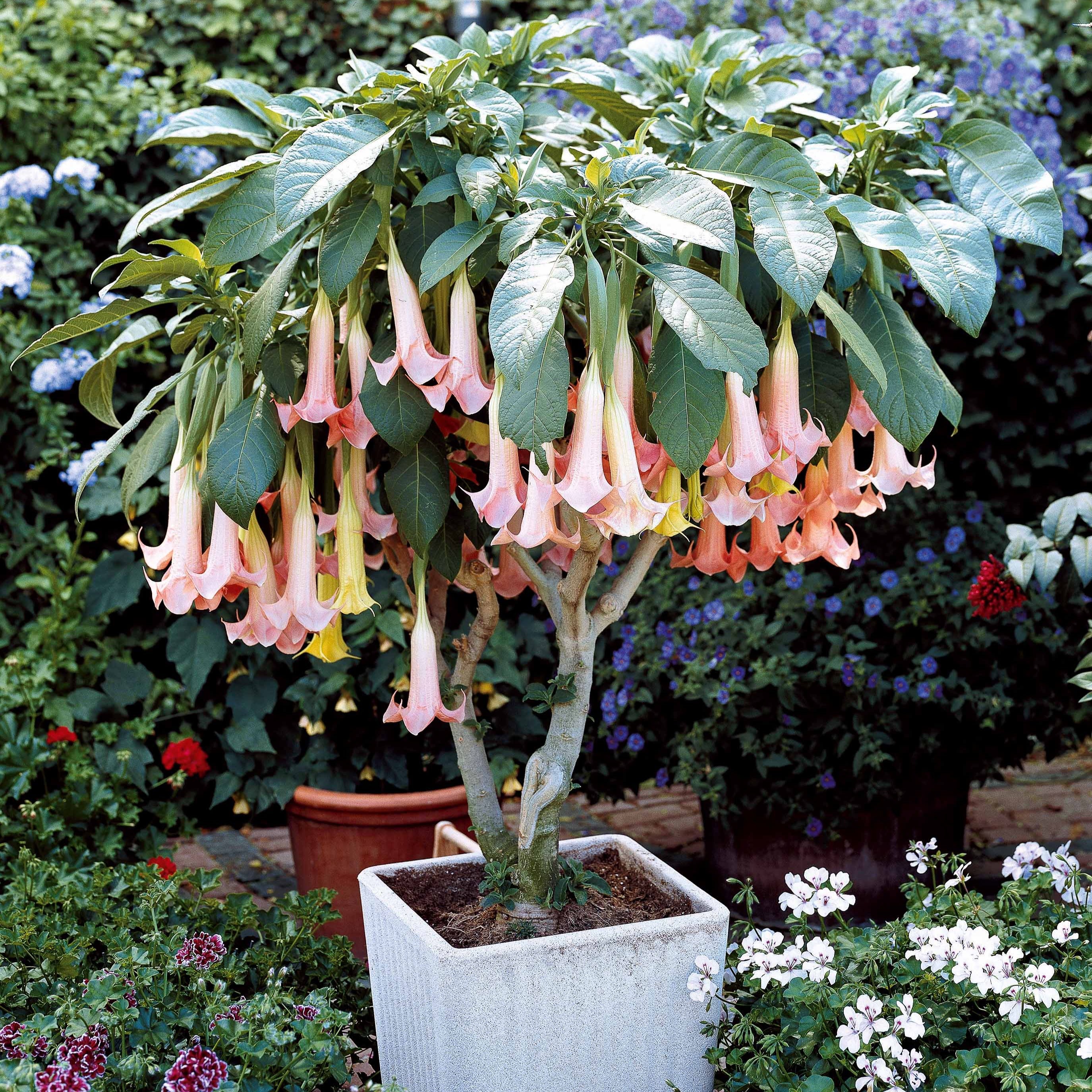 Bakker Exotic Pink brugmansia pot 9cm trompette parfumée