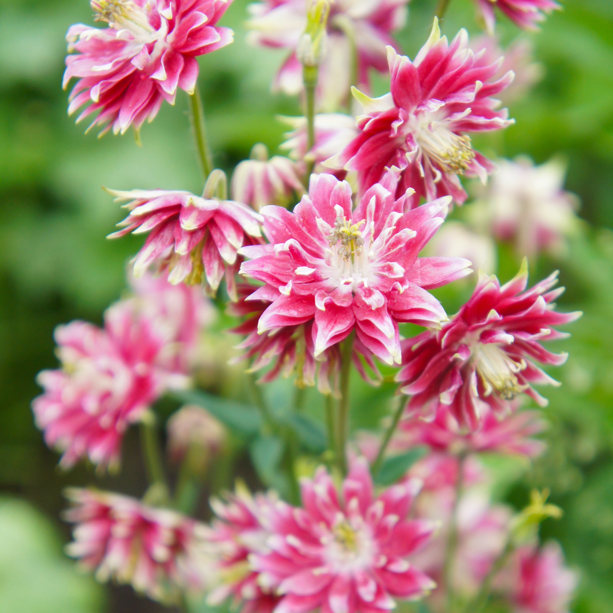 Bakker Vivaces Ancolie Nora Barlow fleur double paquet 5 racines