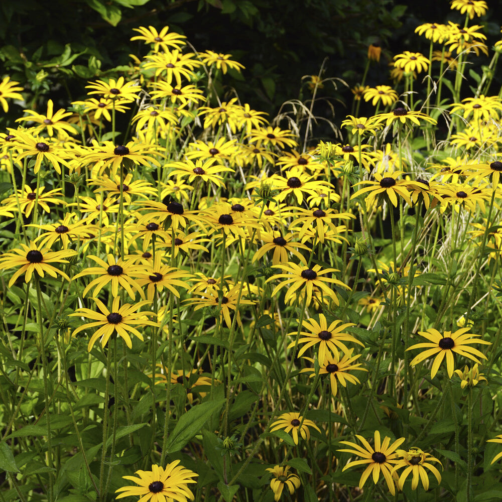 Bakker Rudbeckia deamii plante vivace pot 9cm jaune