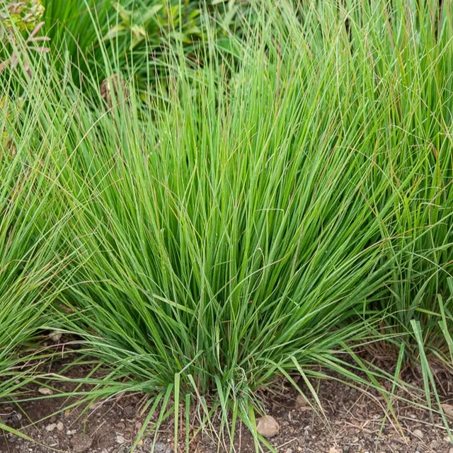Bakker Heidebraut molinie bleue graminée pot 9 cm