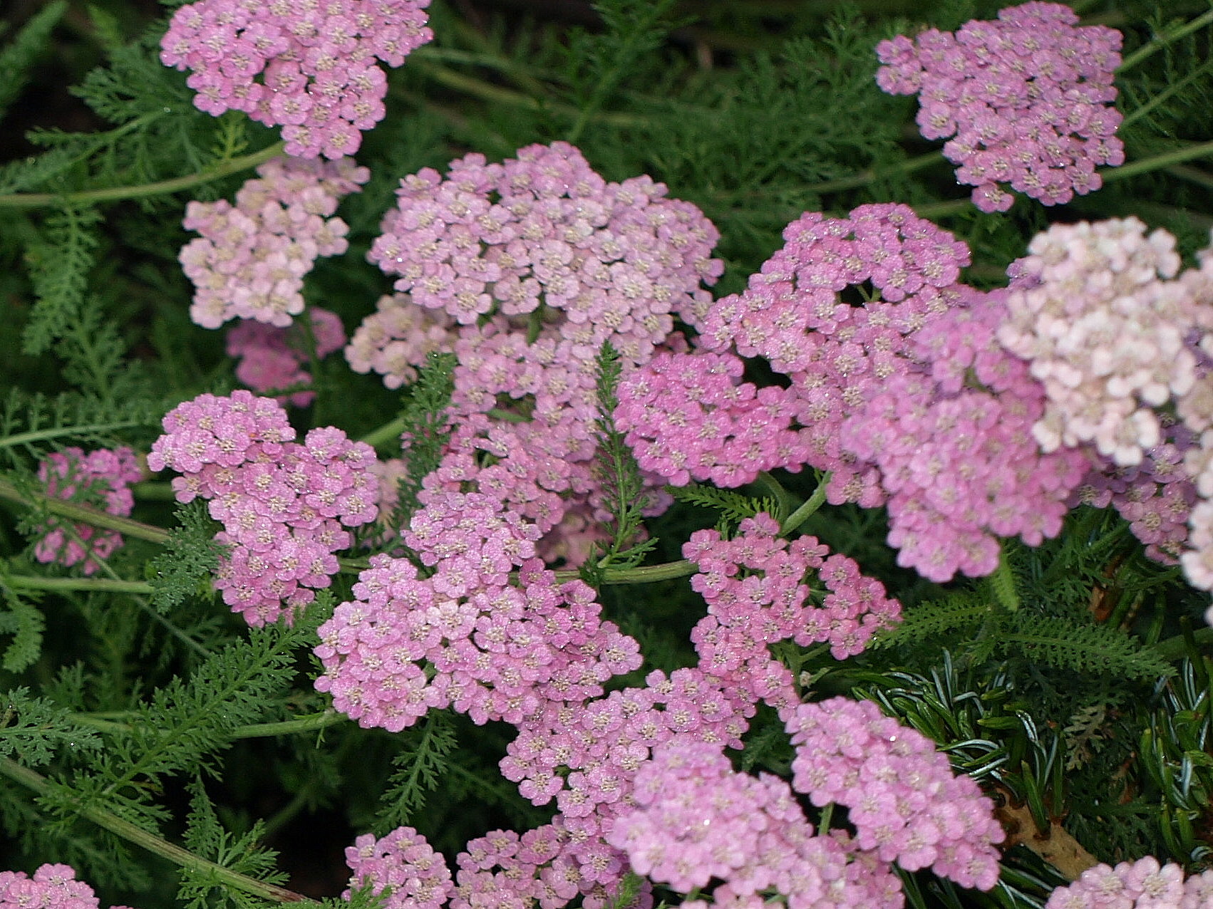 Passion Vivaces Achillea Pearl Drops plante vivace blanche