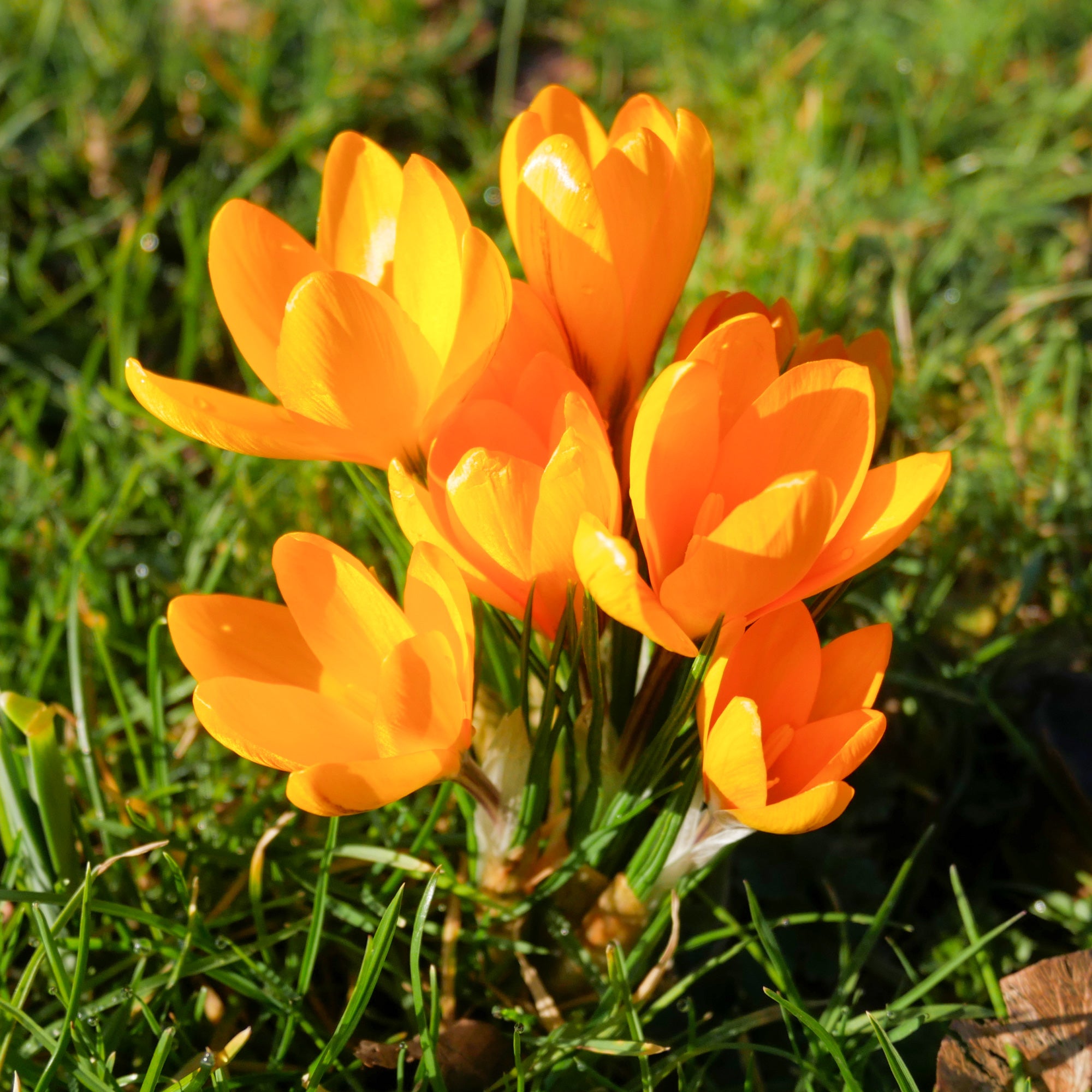 Bakker Crocus Mammouth jaune bulbes x15 précoce