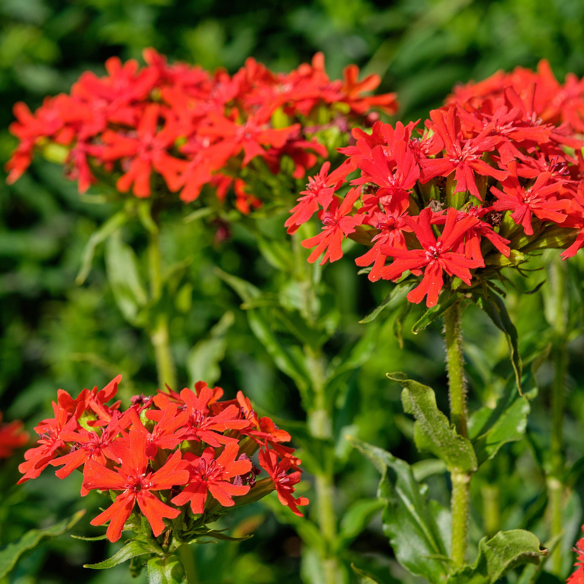 Bakker Croix de Jérusalem lychnis rouge sachet 0,2g