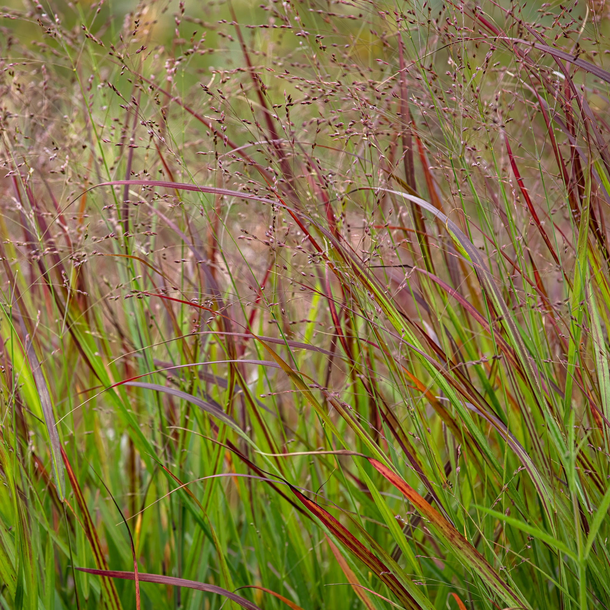Bakker Panic érigé Shenandoah pot Ø9cm rouge