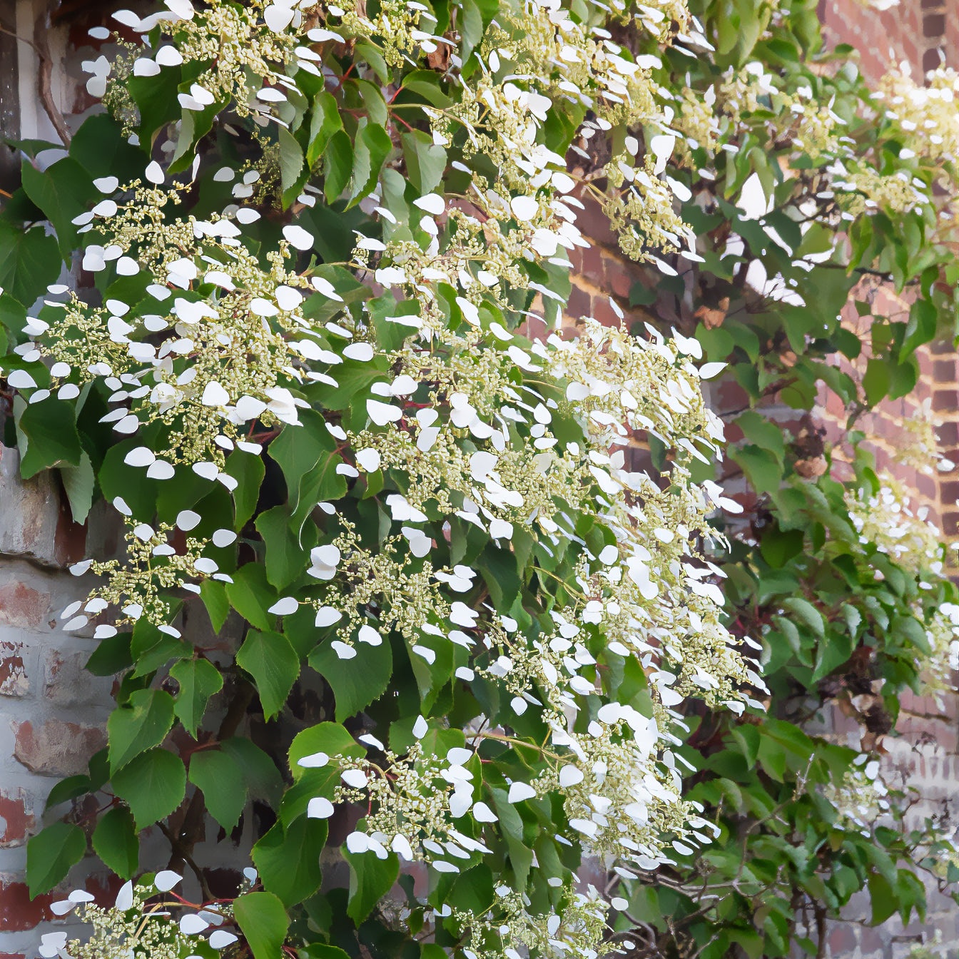 Bakker Hortensia grimpant Japon arbuste pot 1.5L blanc