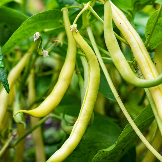 Bakker Potager Haricot beurre nain Kinghorn wax sachet 100g