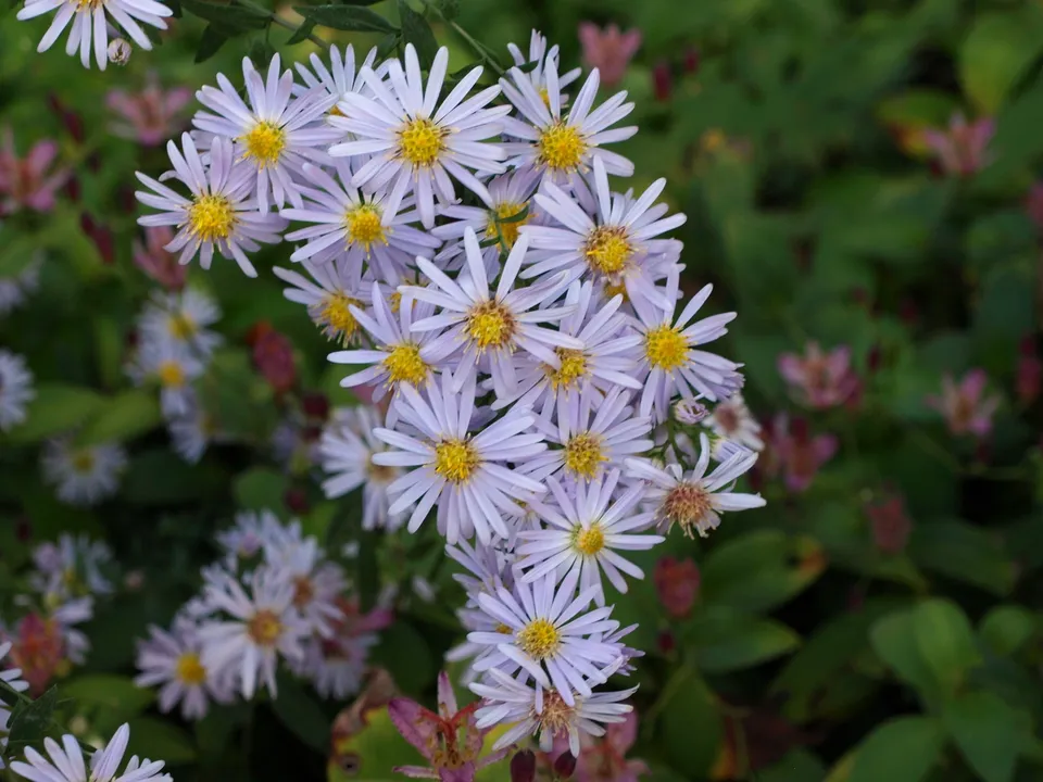 Passion Vivaces Aster Edwin Beckett plante vivace mauve godet