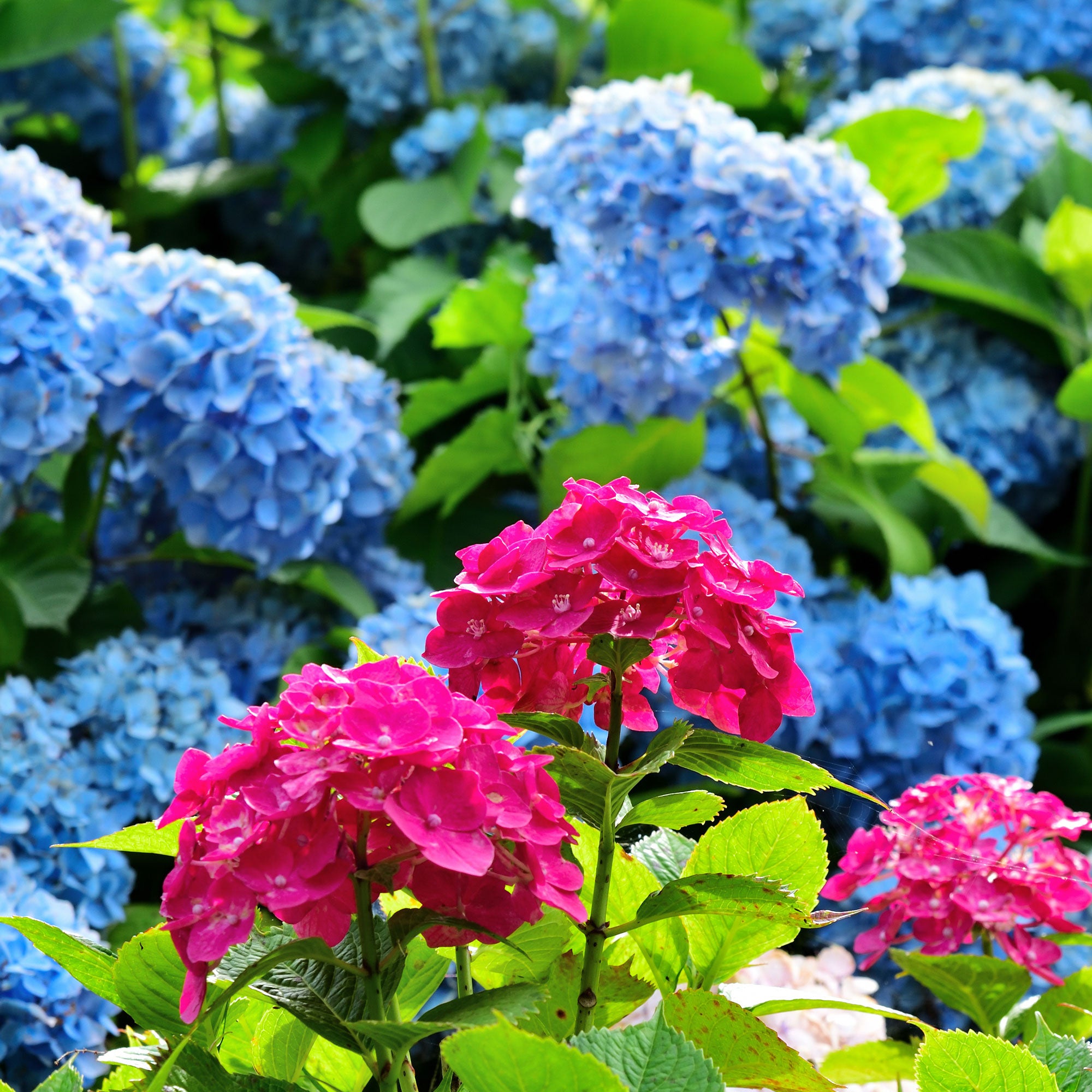Bakker Collection 4 Hortensias rouges et bleus arbuste 1,3L