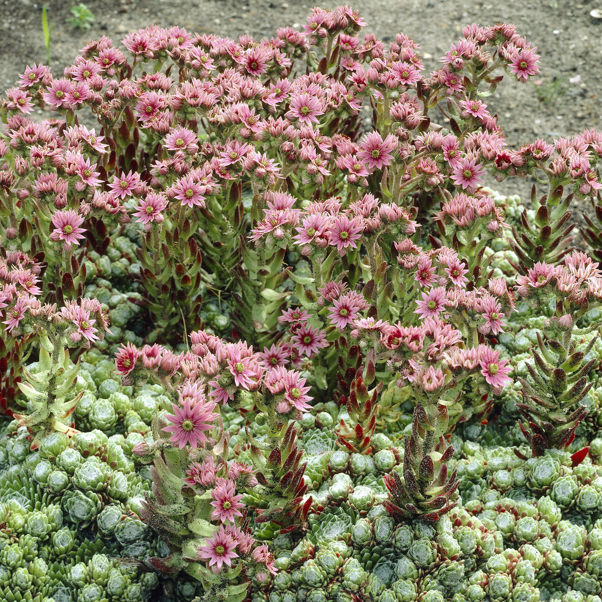 Bakker Joubarbe toile d'araignée succulente pot 9cm
