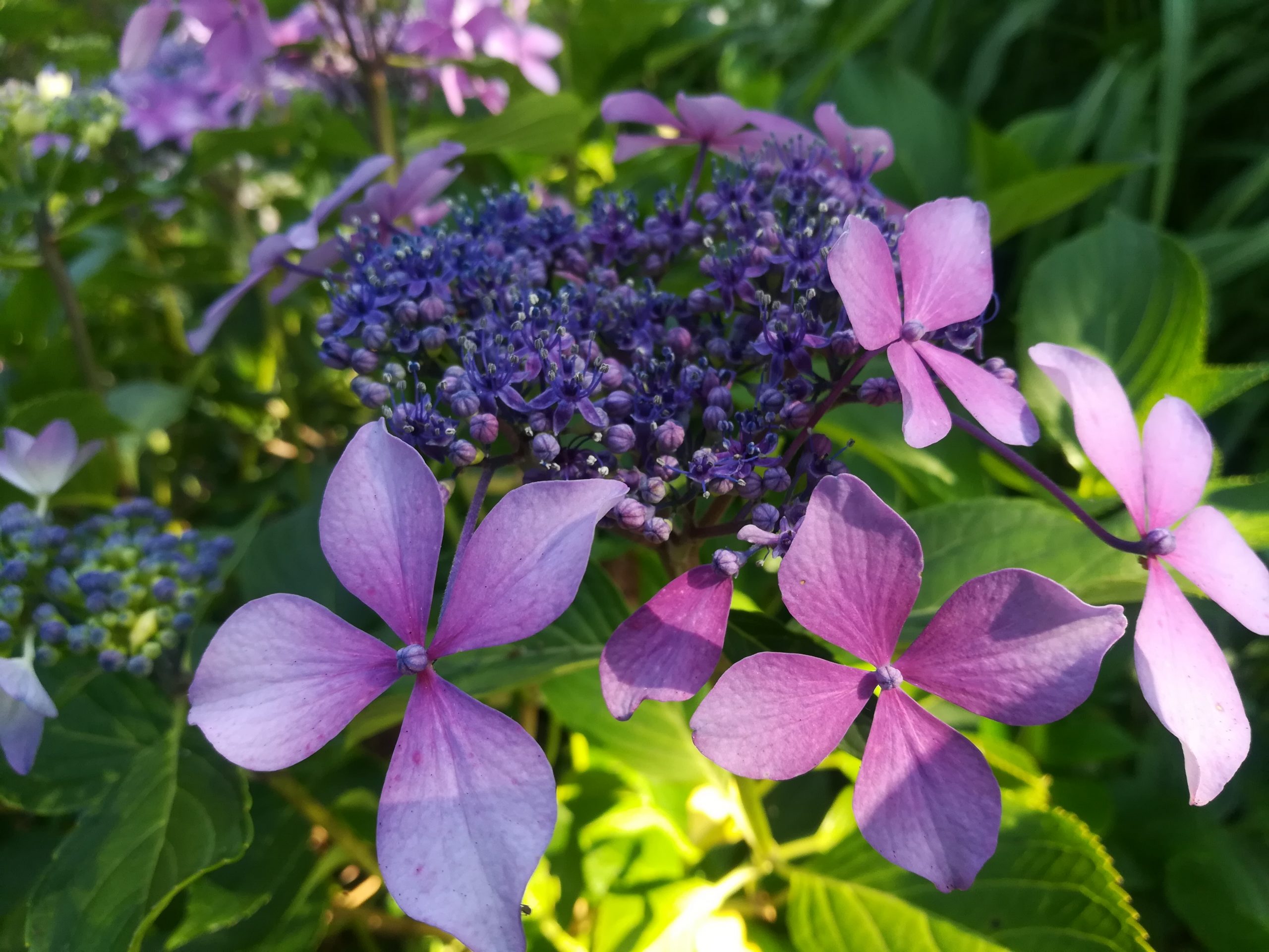 Les Hortensias du Haut Bois Claudie hortensia macrophylla godet