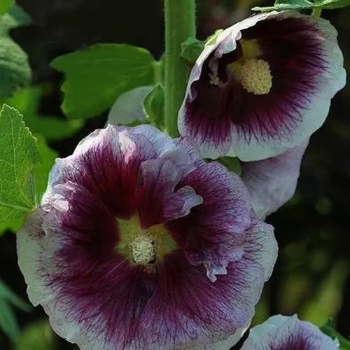 Bakker Rose trémière Crème de Cassis vivace pot Ø 9cm
