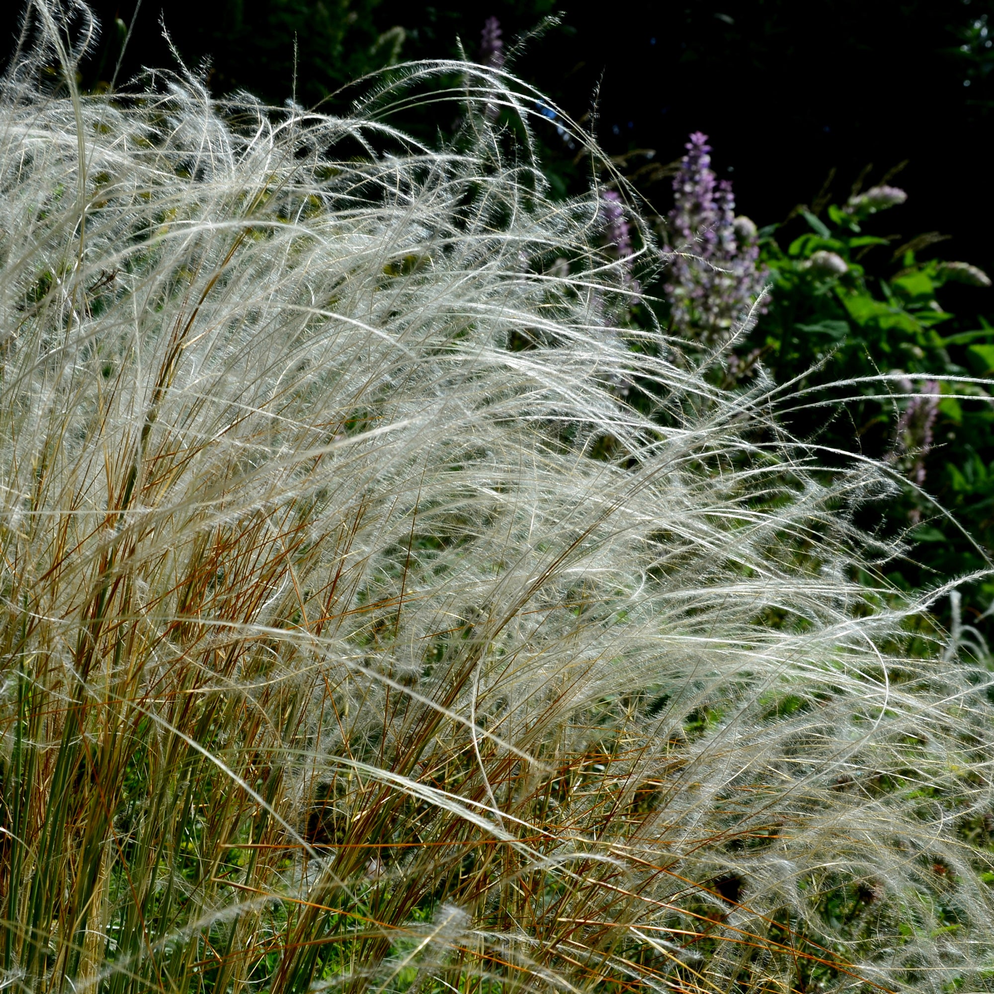 Bakker Stipe admirable Stipa pot Ø9 cm graminée argentée