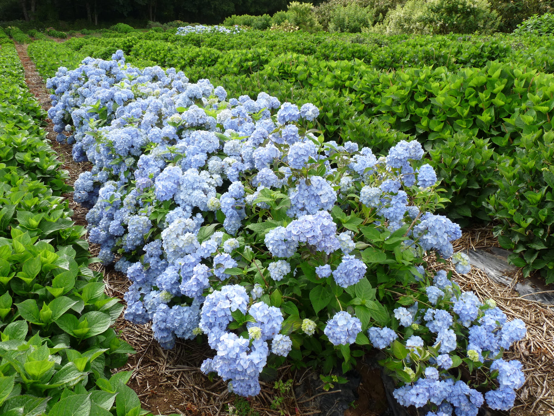 Les Hortensias du Haut Bois Bouquet bleu hortensia bleu godet