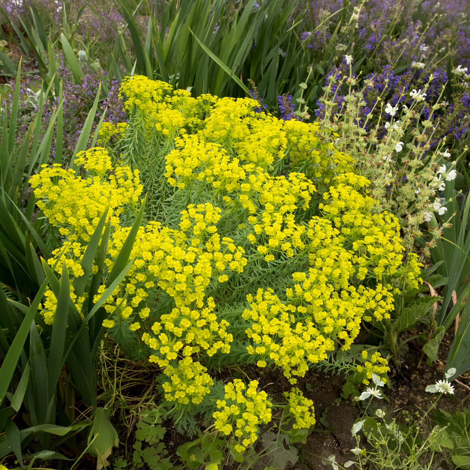 Bakker Euphorbe de Sibérie plante vivace pot Ø 9 cm fleur verte