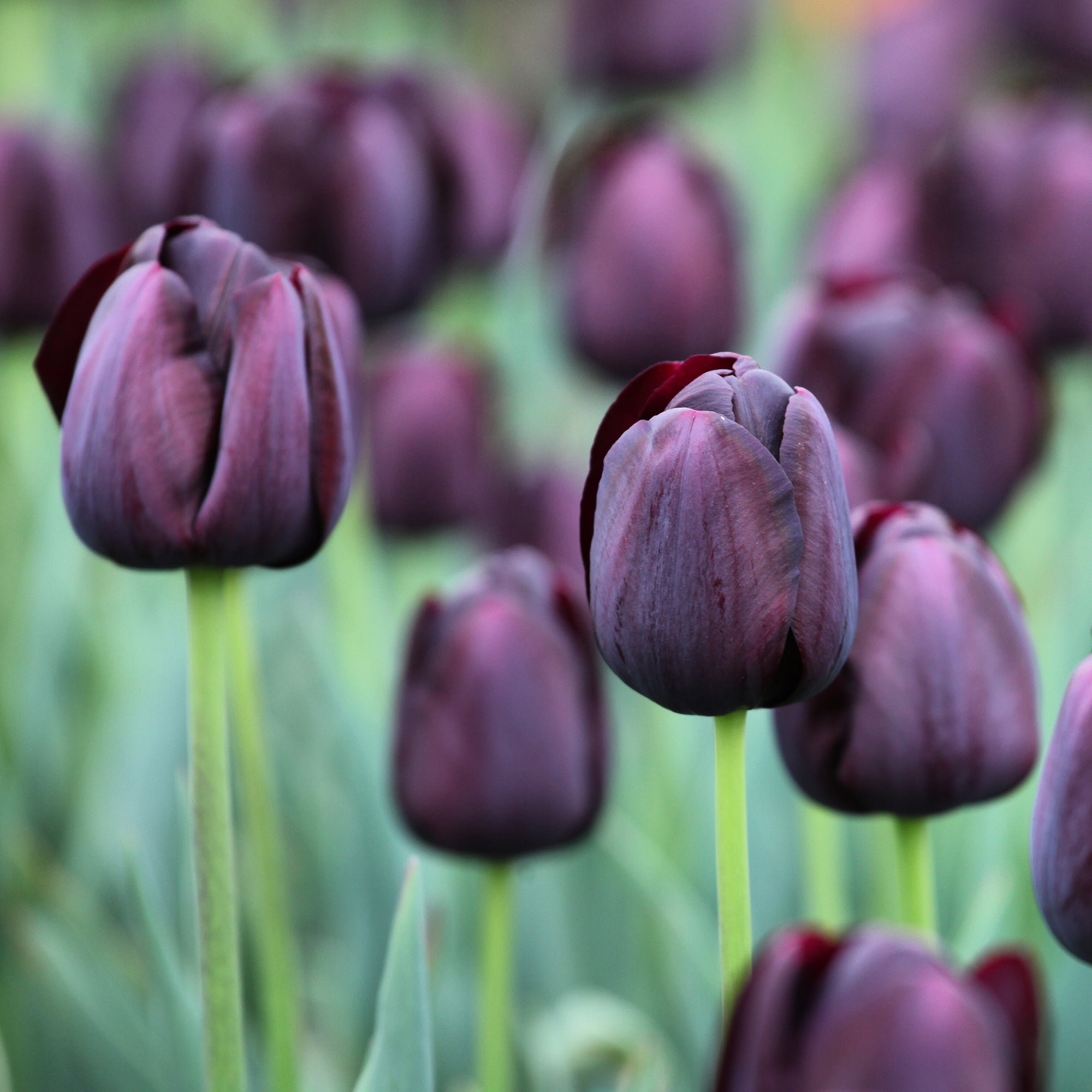 Bakker Bulbes à fleurs Queen of Night tulipes sachet de 7 noire