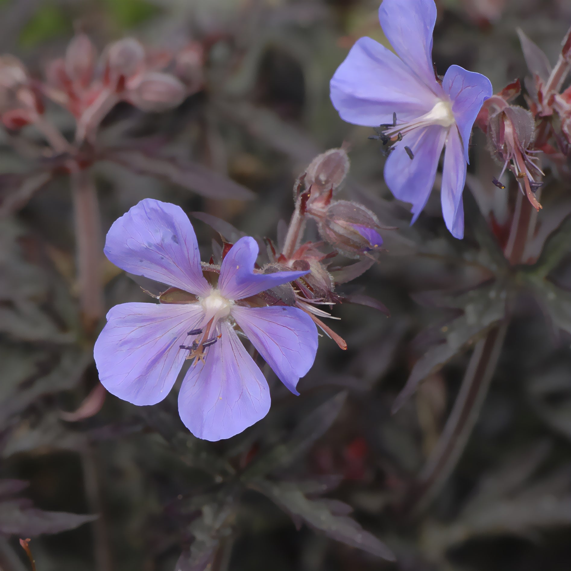 Bakker Géranium des prés Midnight Reiter vivace 9cm violet