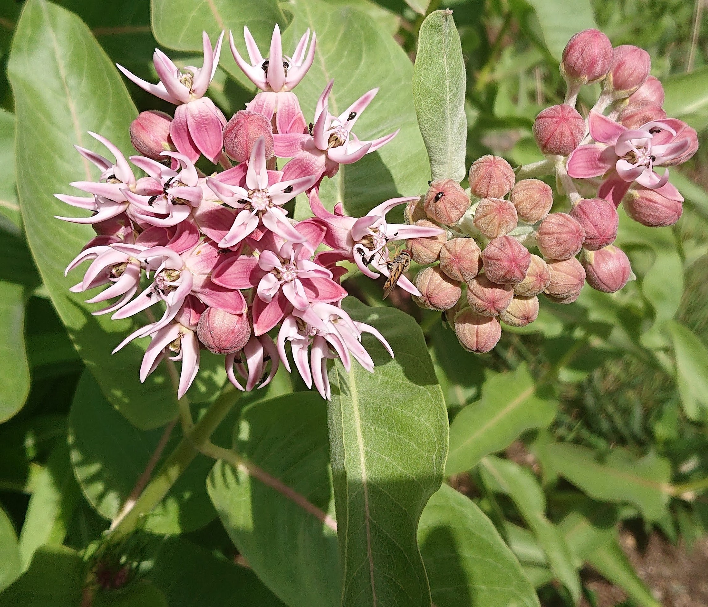 Passion Vivaces Asclepias speciosa plante vivace godet fleurs roses