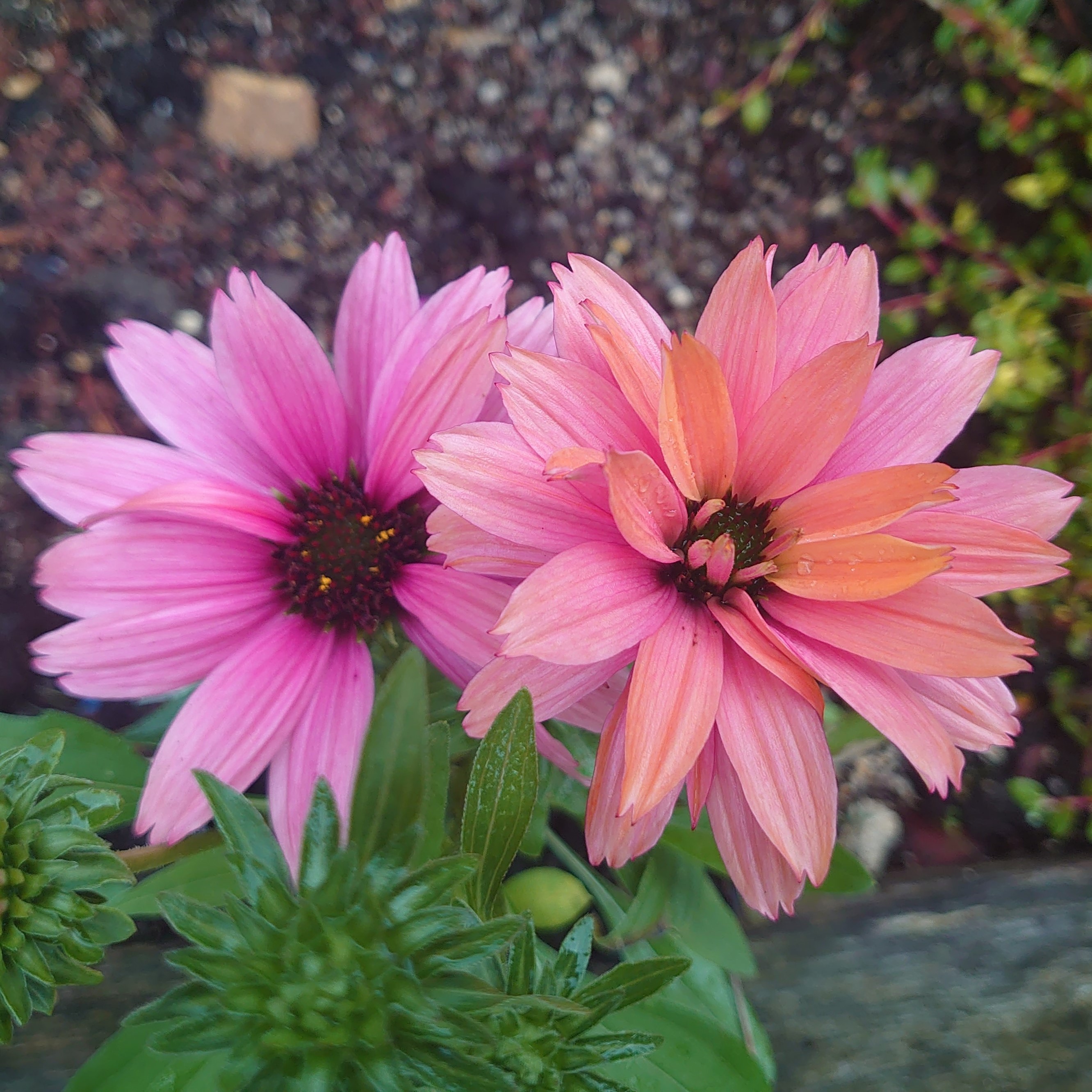 Passion Vivaces Echinacea Sunseekers Rainbow plante pot 1L longue floraison