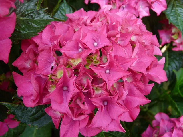 Les Hortensias du Haut Bois Bottstein hortensia macrophylla blanc