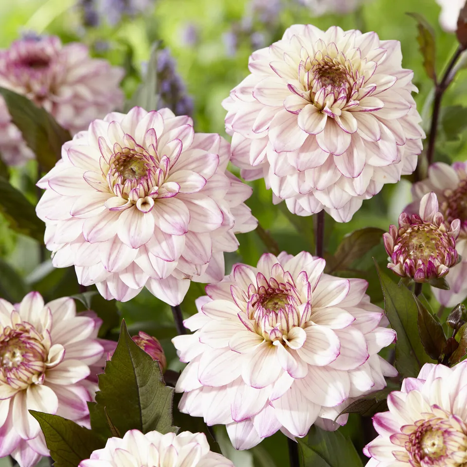 Bakker Dahlia Flashback décoratif rose sachet 3 bulbes 1 m