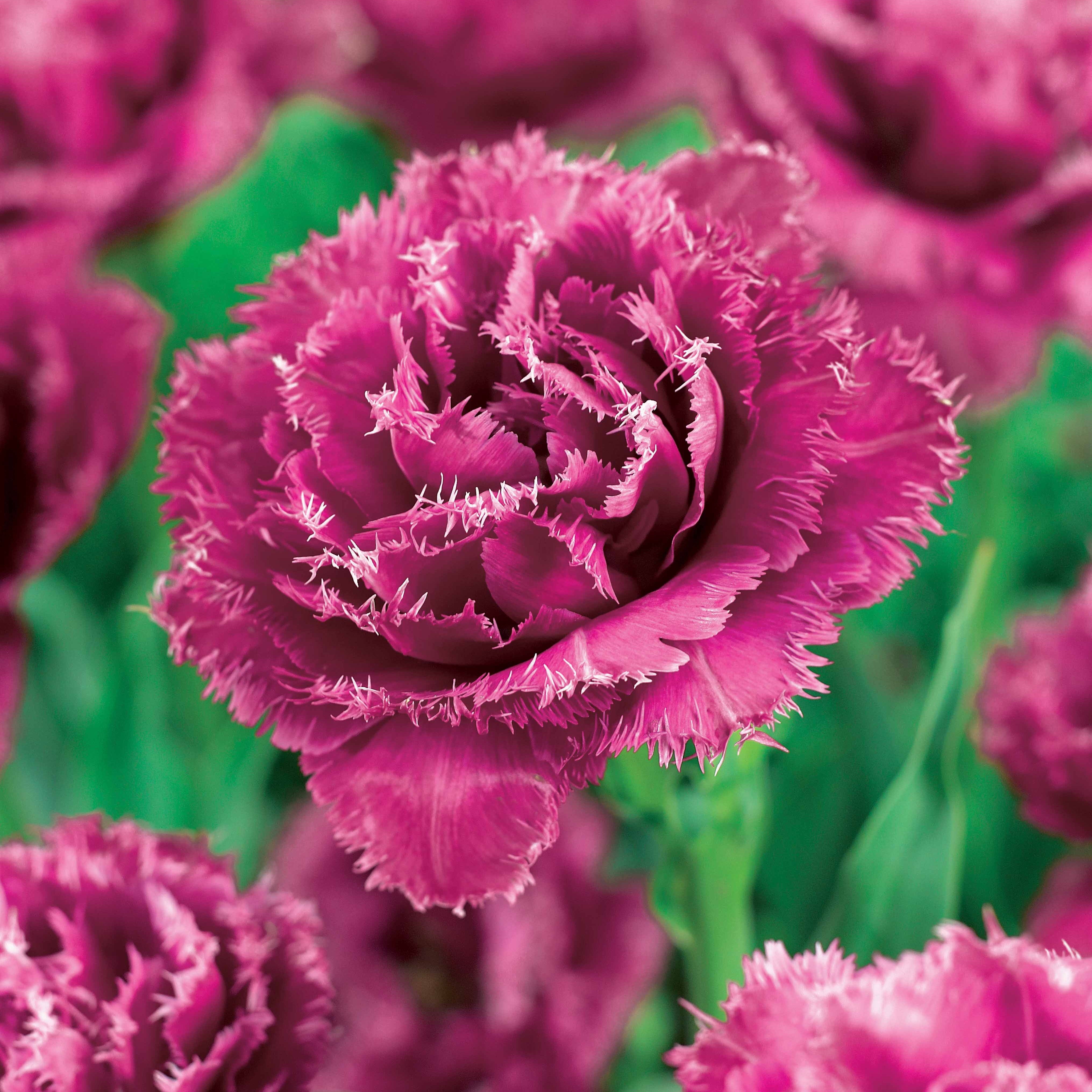 Bakker 15 Tulipes frangées Queensland bulbes multicolore