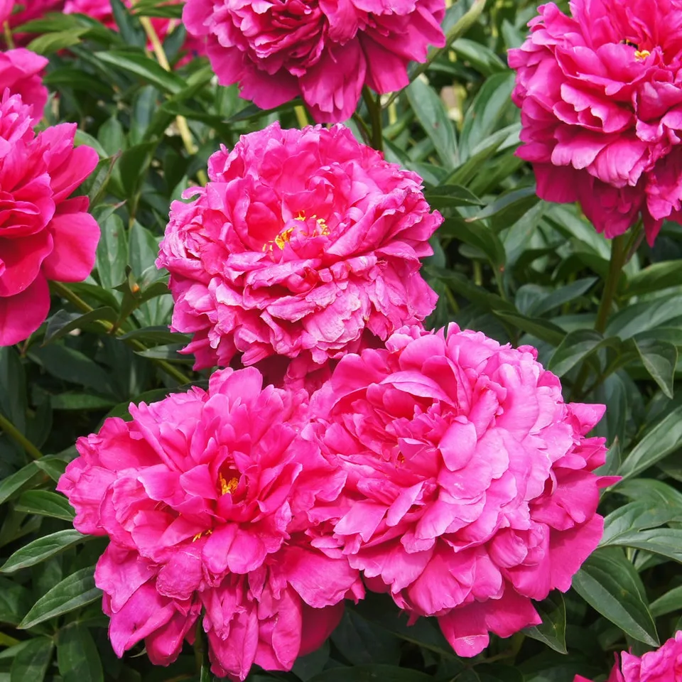 Bakker Vivaces Pivoine Kansas pivoine herbacée pot 11cm fuchsia