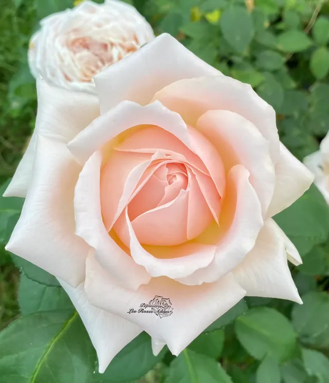 Michel Adam Miss Paris Adaquesixel rosier buisson rose pâle parfumé