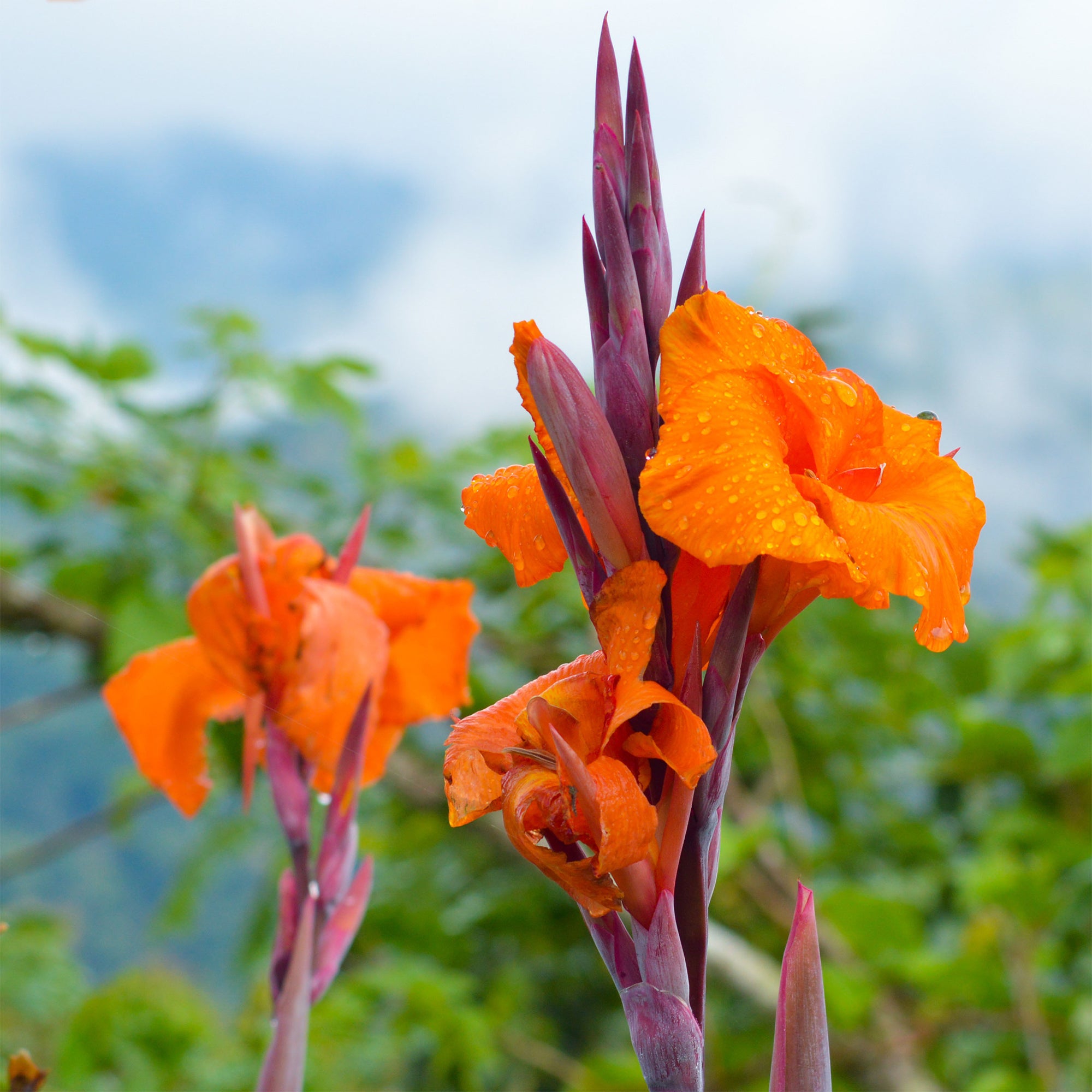 Bakker Durban canna sachet 1 bulbe orange exotique