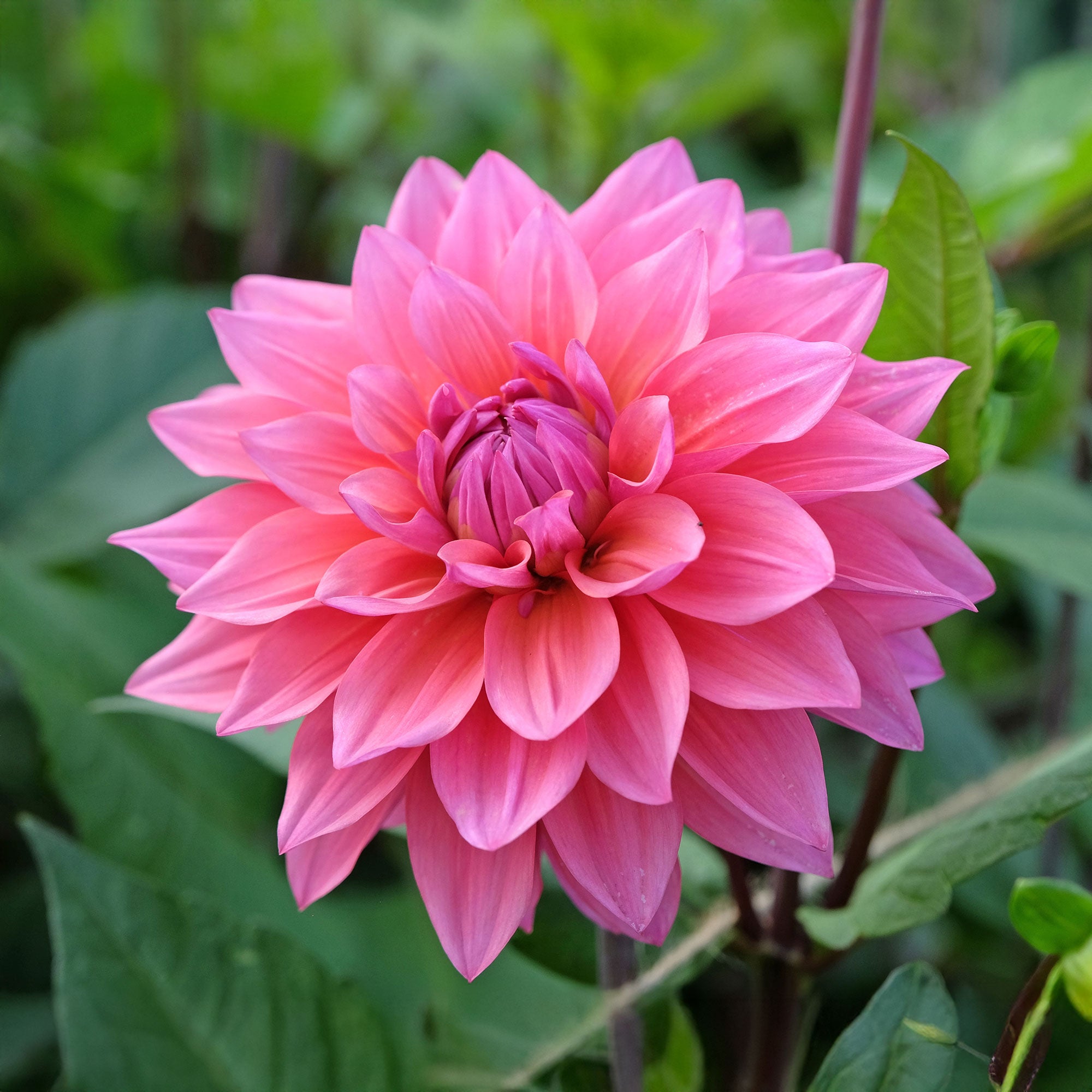 Bakker Dahlia Feline Yvonne bulbe sachet 3 bulbes rose pastel