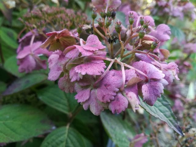 Les Hortensias du Haut Bois Alycon hortensia serrata godet jardin