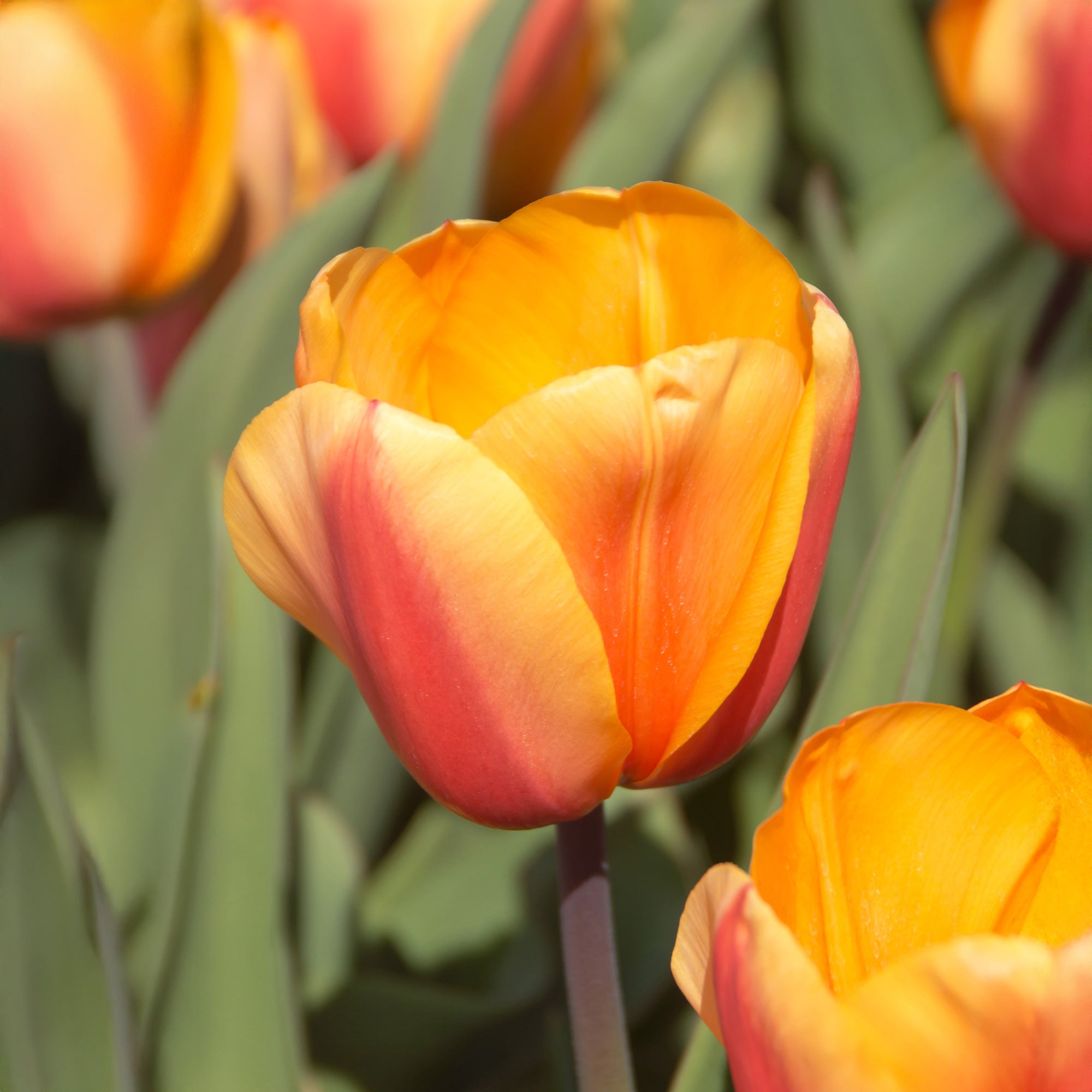 Bakker Tulipes Darwin Lalibela Salmon 8 bulbes