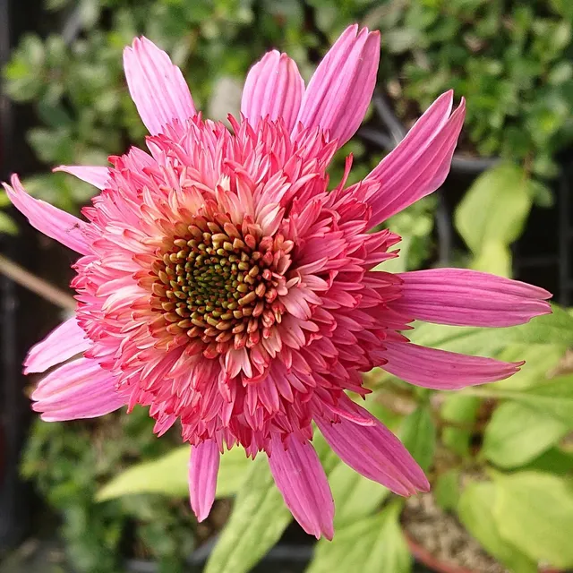 Passion Vivaces Echinacea Pink Double Delight plante fleur double