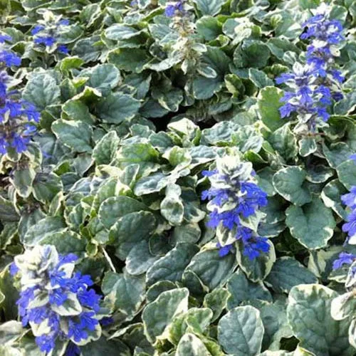 Bakker Bugle Variegata pot Ø9cm couvre-sol fleur bleue