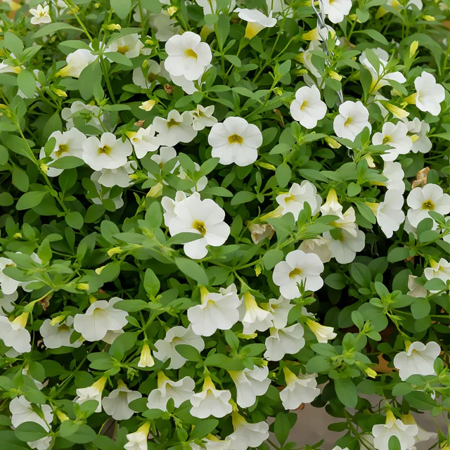Bakker Mini-pétunia blanches fleur balcon 3 pots Ø 10,5cm