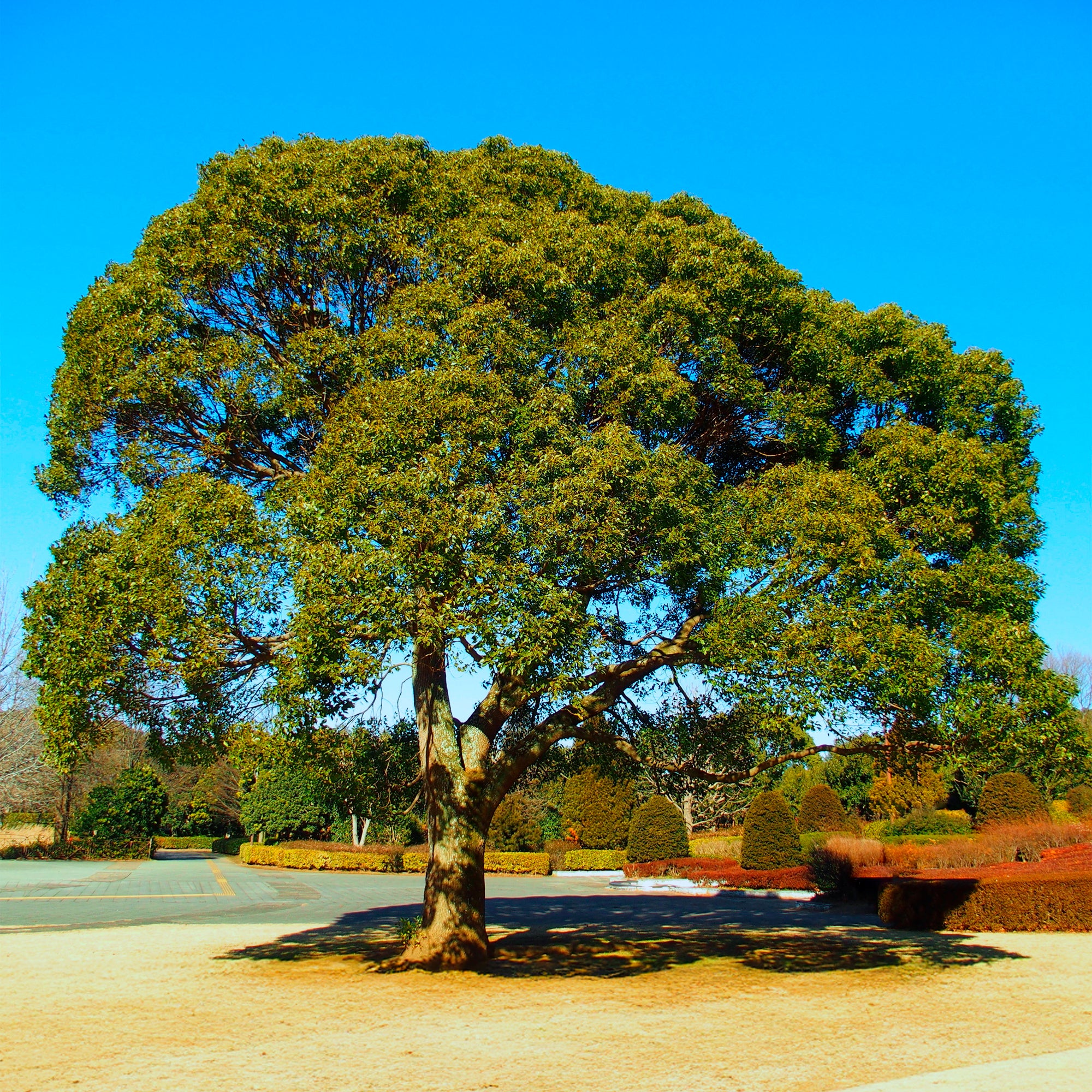 Bakker Camphrier Cinnamomum camphora arbre pot 1L 40-60cm persistant