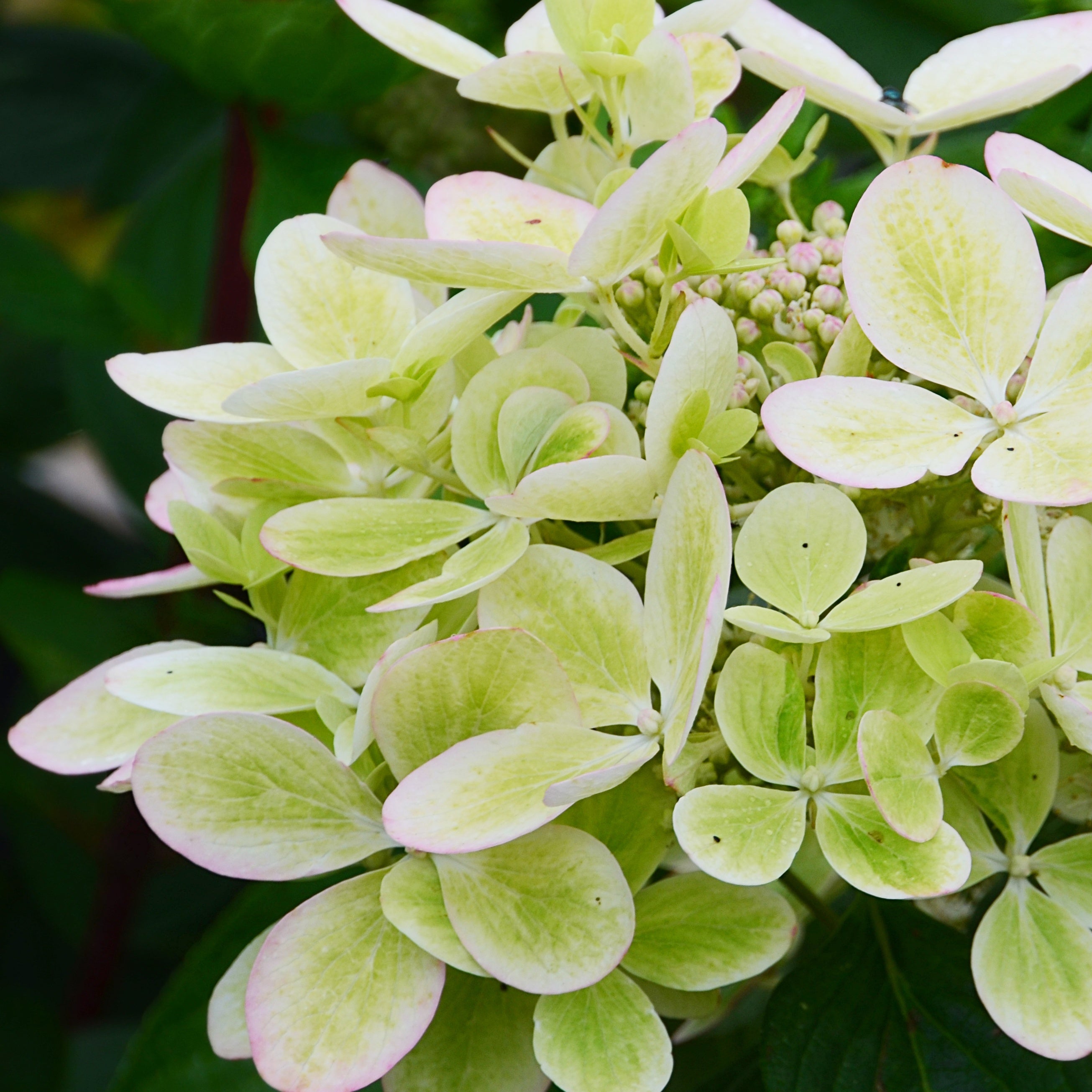 Bakker Hortensia paniculé PASTELGREEN Renxolor arbuste pot 3L