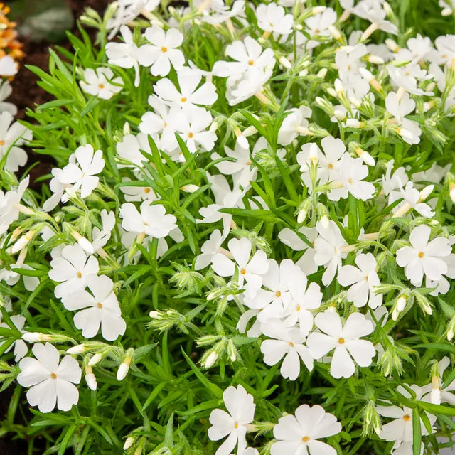 Bakker Phlox mousse White Delight plante vivace pot Ø 9cm blanc