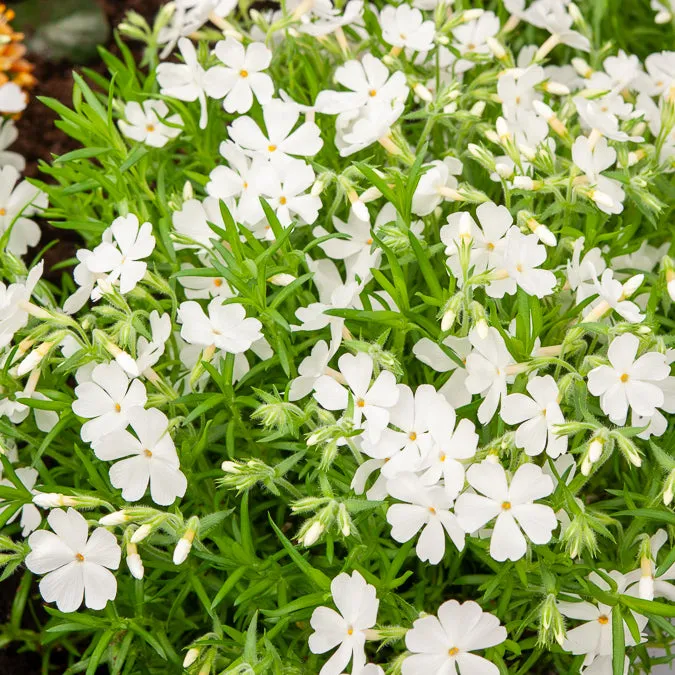 Bakker Phlox mousse White Delight plante vivace pot Ø 9cm blanc